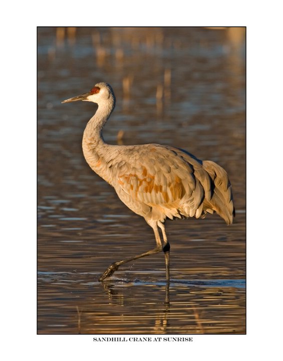 7671 sandhill crane.jpg